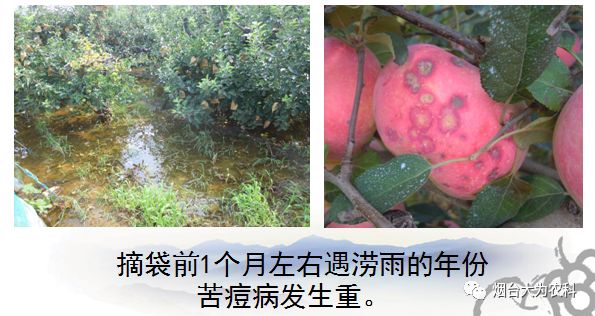 苹果补钙吗（吃苹果补钙）-硒宝网