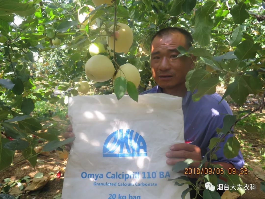 苹果补钙吗（吃苹果补钙）-硒宝网