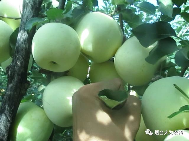 苹果补钙吗（吃苹果补钙）-硒宝网