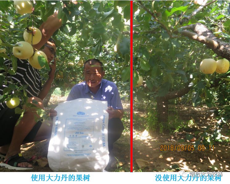 苹果补钙吗（吃苹果补钙）-硒宝网