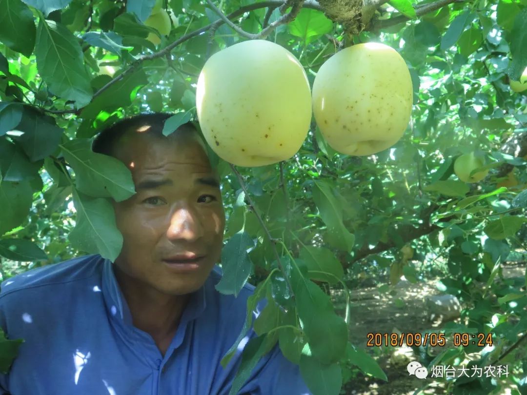 苹果补钙吗（吃苹果补钙）-硒宝网