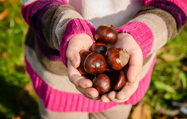 板栗补铁吗（缺铁性贫血吃板栗）-硒宝网