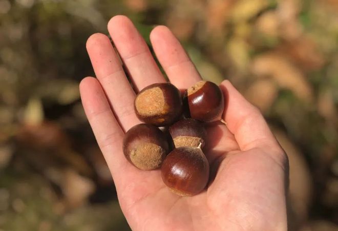 板栗补铁吗（缺铁性贫血吃板栗）-硒宝网