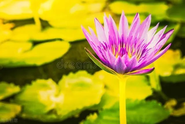 晒太阳补铁吗(晒太阳补铁和锌么)-硒宝网