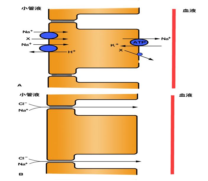 如何补充锌元素(补充锌元素有什么用)-硒宝网
