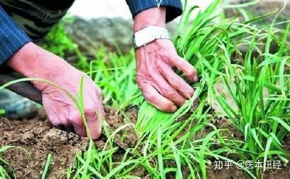 韭菜补铁吗（韭菜可以和补铁剂一起吃吗）-硒宝网