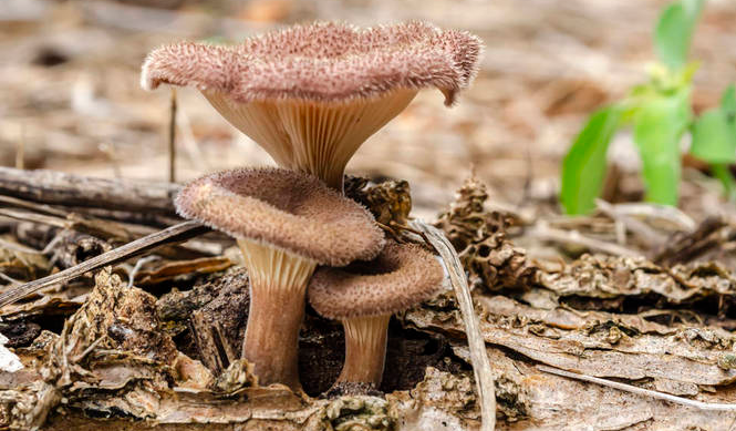 补硒对乳腺结节好吗(乳腺结节可以补硒吗补硒元素)-硒宝网