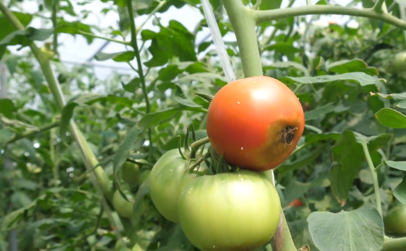 打钙针补钙效果好吗(打钙针有效果吗)-硒宝网