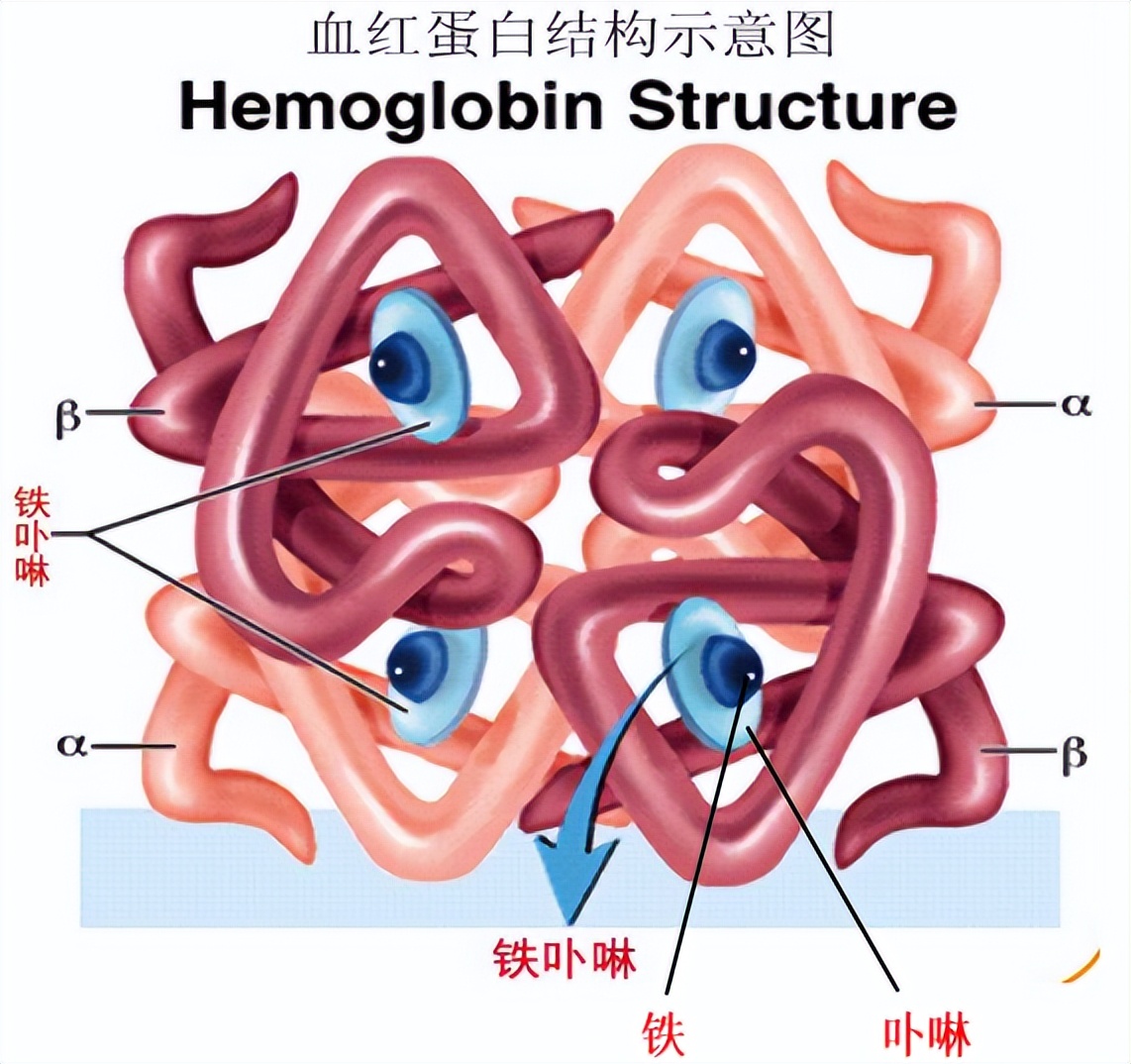 补铁等于补血吗（补血等于补铁吗）-硒宝网