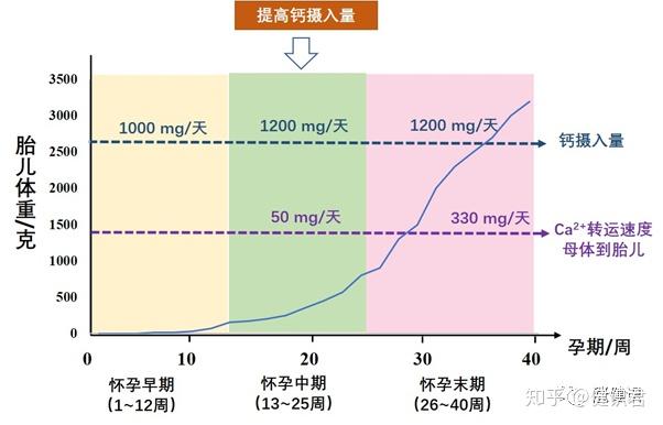 孕中期补钙(孕中期补钙哪种钙片好)-硒宝网