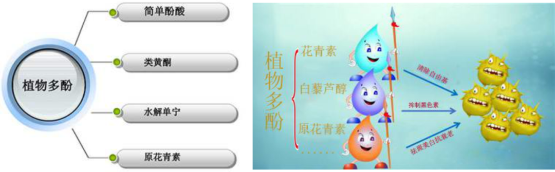 贫血可以补蛋白硒吗（贫血能吃硒吗）-硒宝网