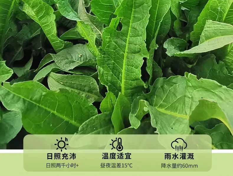 贫血可以补蛋白硒吗（贫血能吃硒吗）-硒宝网