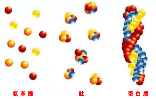 贫血可以补蛋白硒吗（贫血能吃硒吗）-硒宝网