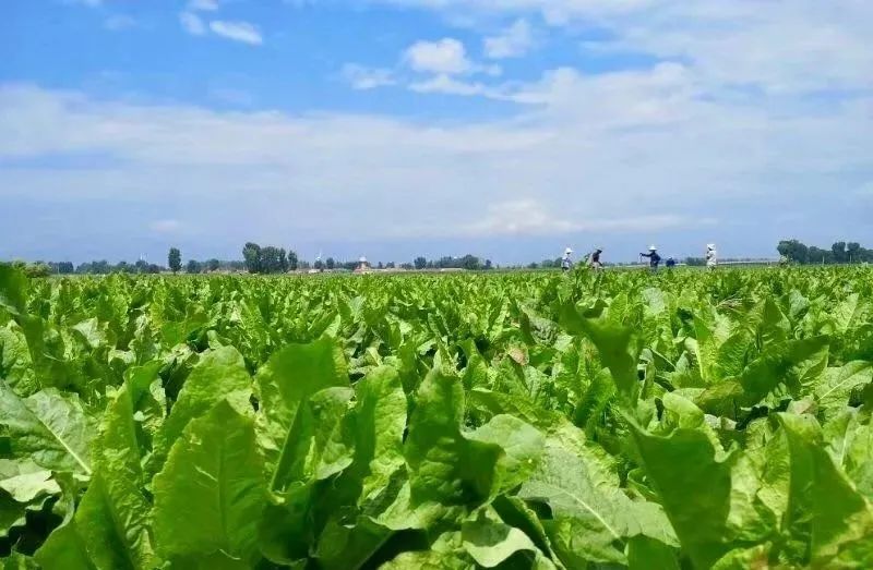 贫血可以补蛋白硒吗（贫血能吃硒吗）-硒宝网