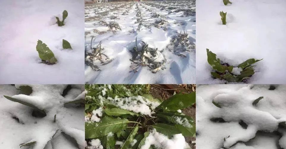 贫血可以补蛋白硒吗（贫血能吃硒吗）-硒宝网