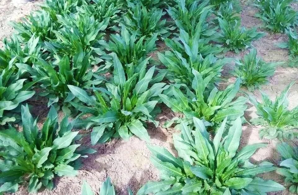 贫血可以补蛋白硒吗（贫血能吃硒吗）-硒宝网