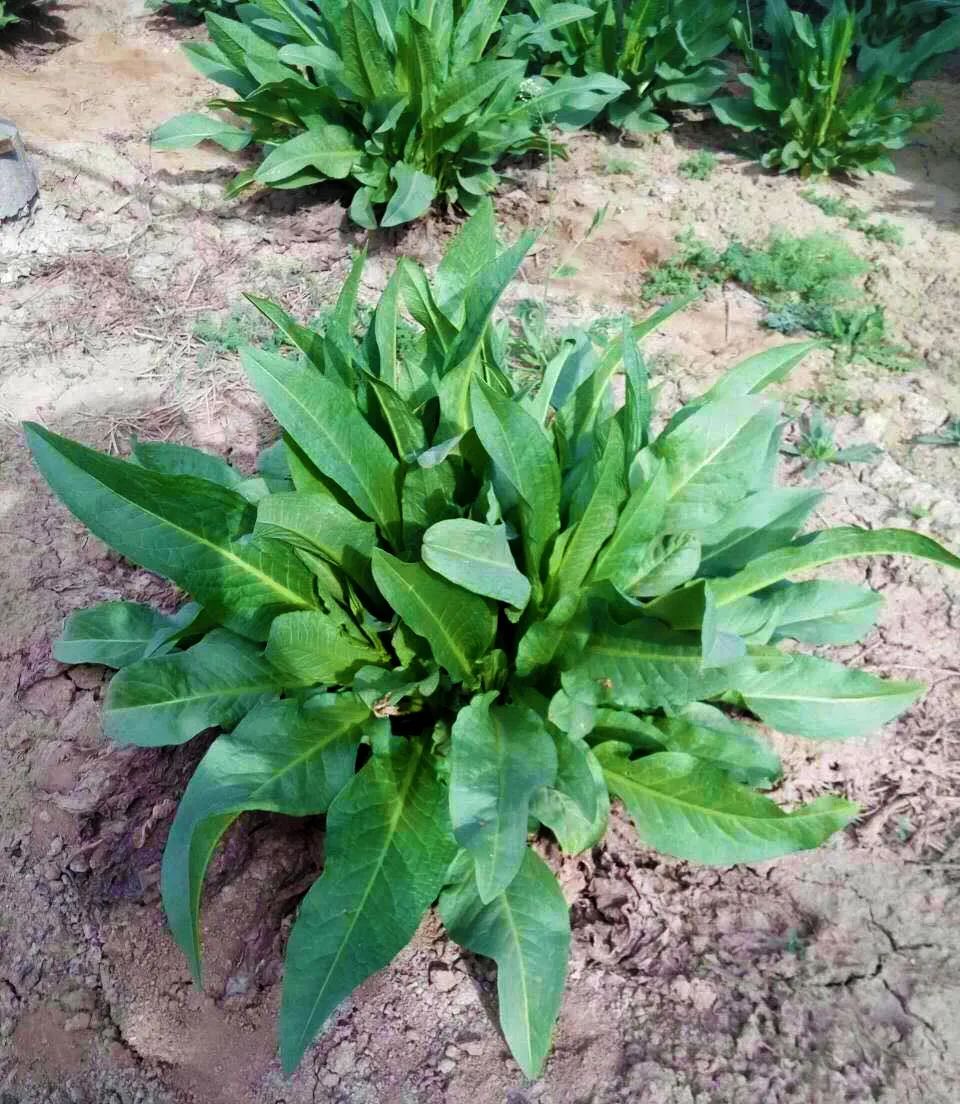 贫血可以补蛋白硒吗（贫血能吃硒吗）-硒宝网