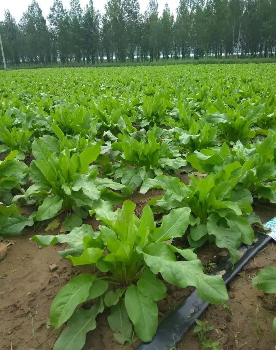 贫血可以补蛋白硒吗（贫血能吃硒吗）-硒宝网