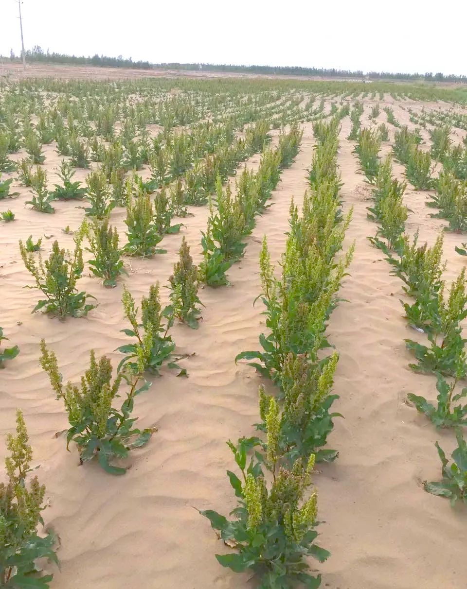 贫血可以补蛋白硒吗（贫血能吃硒吗）-硒宝网