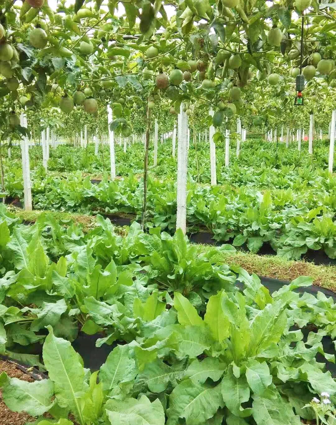 贫血可以补蛋白硒吗（贫血能吃硒吗）-硒宝网