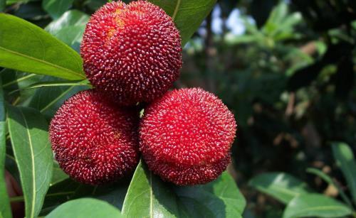 什么水果最补钙（水果补钙之王）-硒宝网