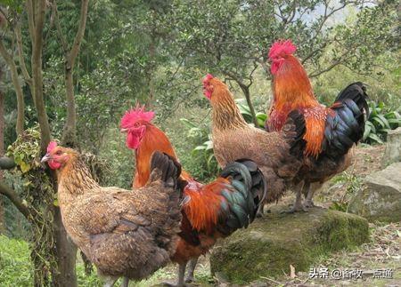 牛羊补硒吃什么饲料(羔羊补硒)-硒宝网