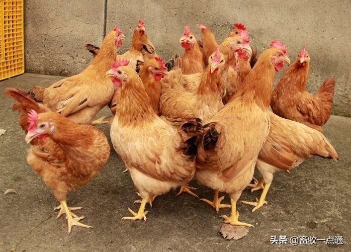 牛羊补硒吃什么饲料(羔羊补硒)-硒宝网