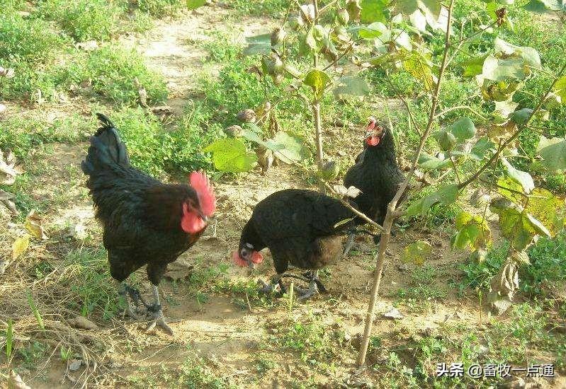 牛羊补硒吃什么饲料(羔羊补硒)-硒宝网