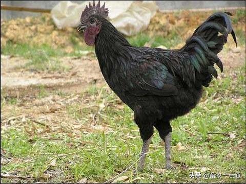 牛羊补硒吃什么饲料(羔羊补硒)-硒宝网