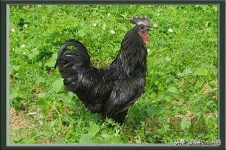 牛羊补硒吃什么饲料(羔羊补硒)-硒宝网