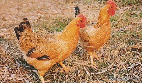 牛羊补硒吃什么饲料(羔羊补硒)-硒宝网