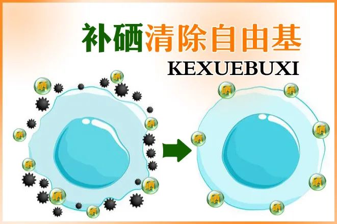 补硒防癌药物有哪些(药物补防癌硒有什么作用)-硒宝网