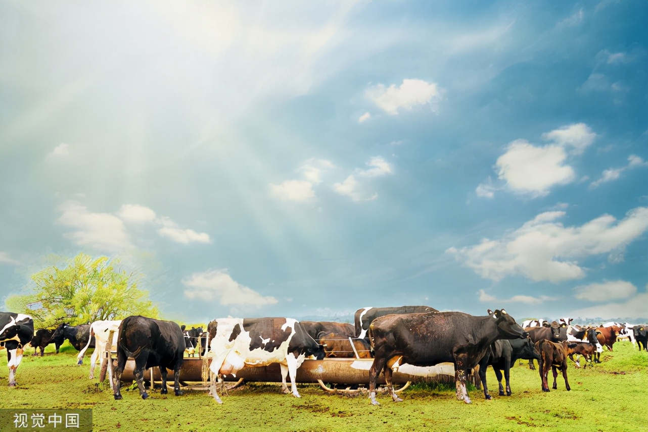 繁育母牛补硒的作用（繁育补母牛作用硒含量多少）-硒宝网
