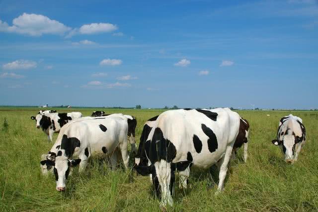 繁育母牛补硒的作用（繁育补母牛作用硒含量多少）-硒宝网