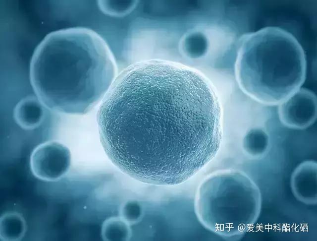 吃什么补硒什么症状（需要补硒）-硒宝网