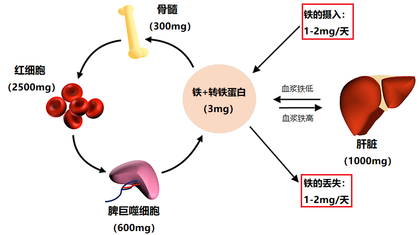 吃补铁药有什么副作用（副药吃作用补铁有效果吗）-硒宝网
