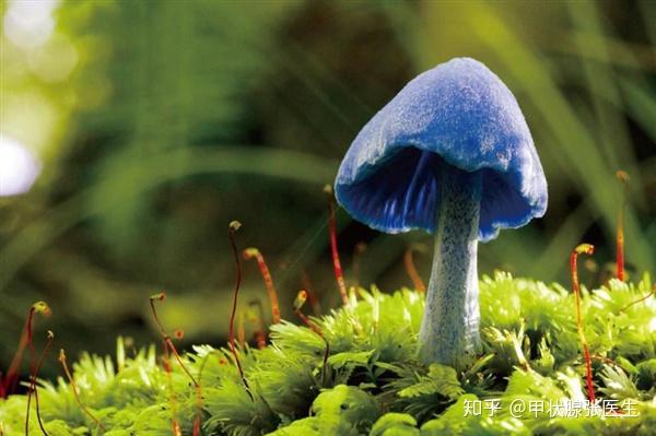 甲状腺抗体高补硒吗（甲状腺抗体高吃硒酵母）-硒宝网