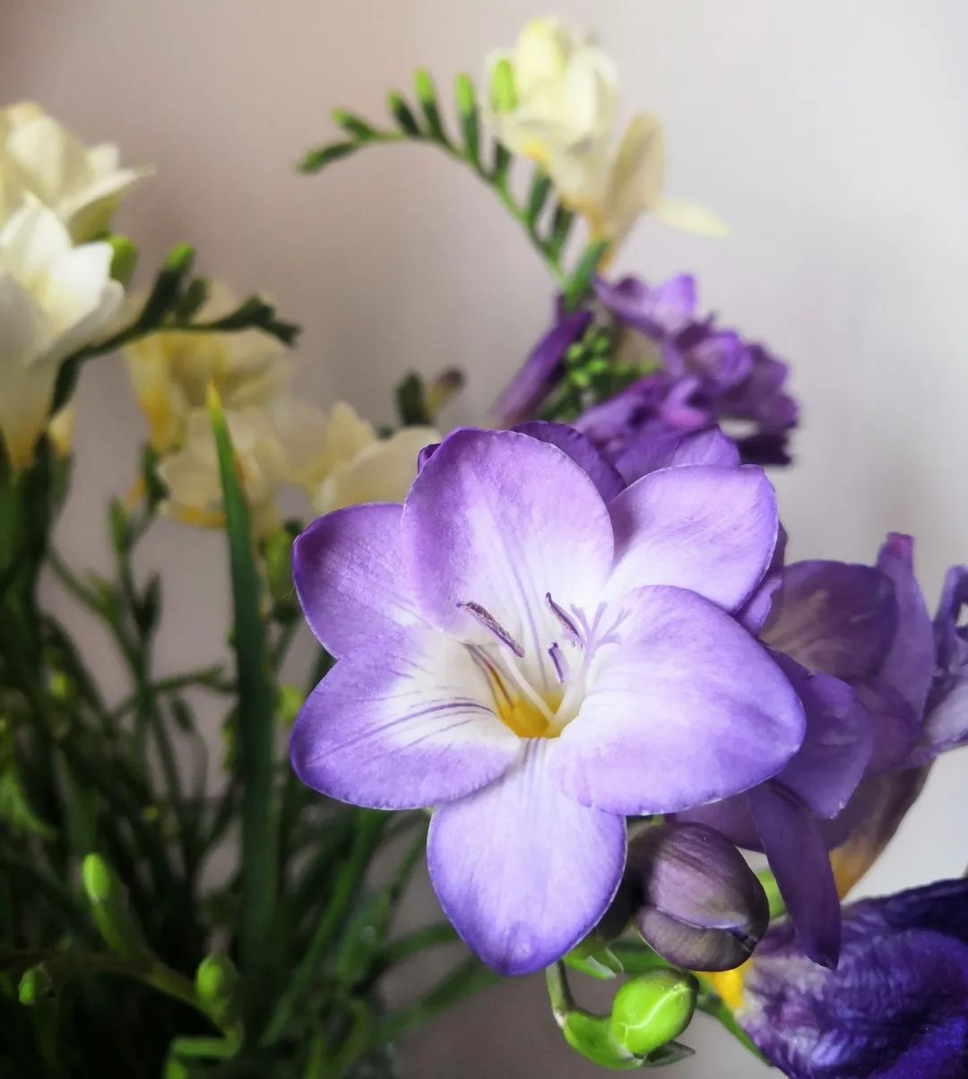 孕妇吃什么补铁快（孕妇吃补铁的药会便秘吗）-硒宝网