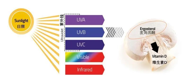 维生素d能补钙吗（补充维生素d能补钙吗）-硒宝网