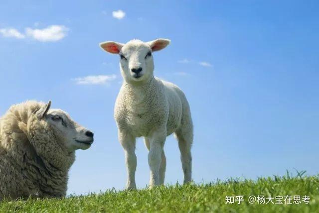 羊奶可以补硒元素吗（羊奶补硒吗）-硒宝网