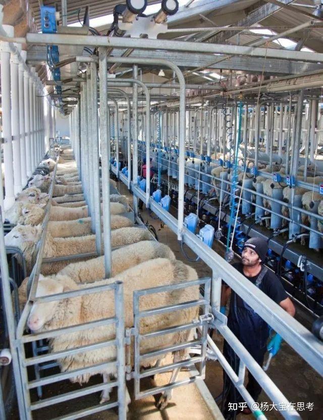 羊奶可以补硒元素吗（羊奶补硒吗）-硒宝网