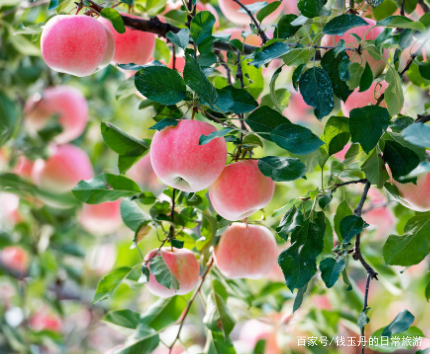 苹果补钙的最佳时间(补钙苹果最佳时间是几点)-硒宝网