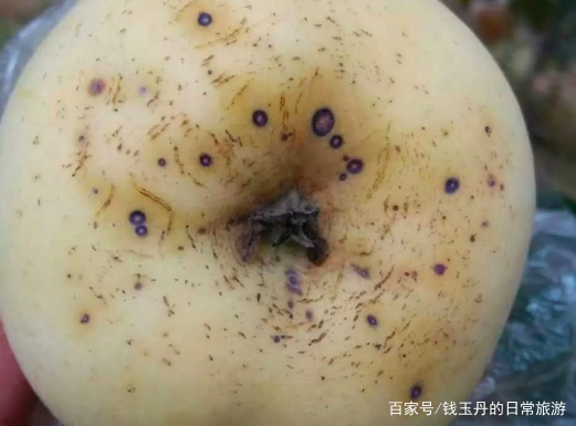 苹果补钙的最佳时间(补钙苹果最佳时间是几点)-硒宝网