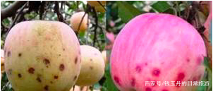 苹果补钙的最佳时间(补钙苹果最佳时间是几点)-硒宝网