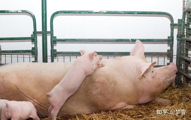 母猪在什么阶段补硒(母猪补硒什么时候补最好)-硒宝网