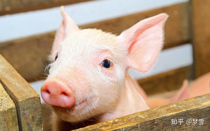 母猪在什么阶段补硒(母猪补硒什么时候补最好)-硒宝网