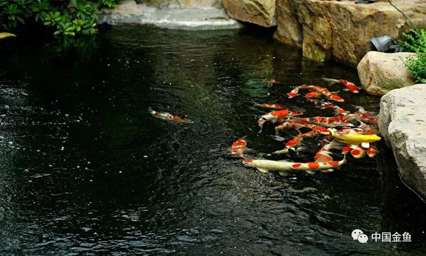 补硒和益生菌哪个好（益生菌和硒的区别）-硒宝网