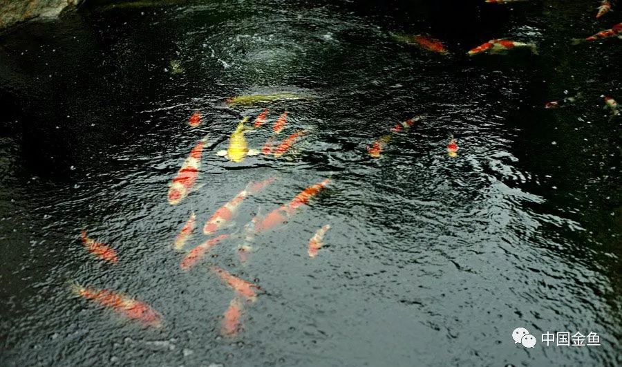 补硒和益生菌哪个好（益生菌和硒的区别）-硒宝网