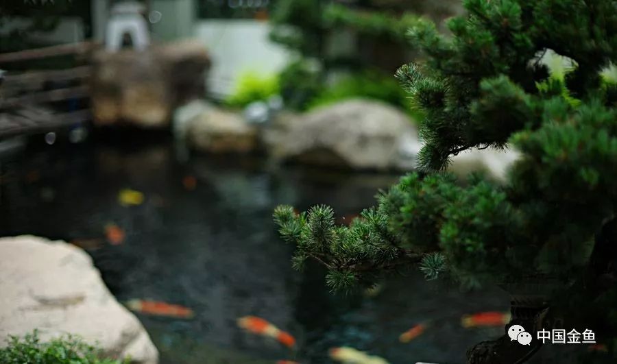 补硒和益生菌哪个好（益生菌和硒的区别）-硒宝网