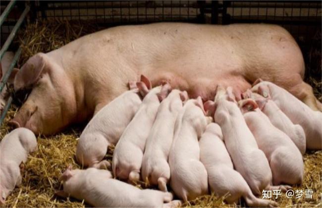母猪在什么阶段补硒（母猪缺硒的临床表现）-硒宝网
